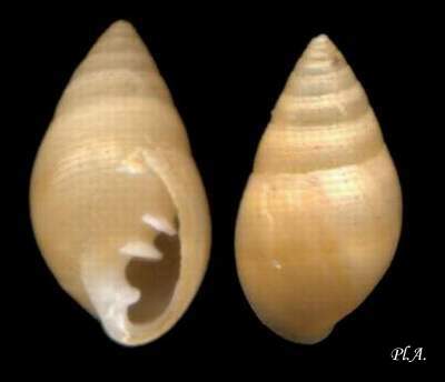 Ellobiidae Conferma classificazione